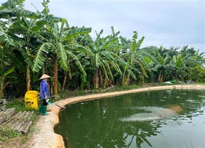 Chỉ số về môi trường nước một số vùng nuôi thủy sản ở tỉnh Hải Dương vượt ngưỡng cho phép 